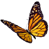 mariposa