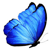 mariposa