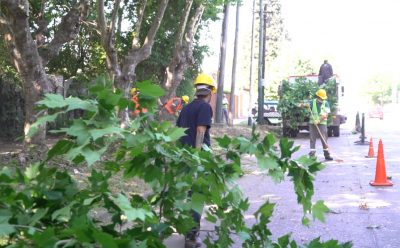 NUEVOS OPERATIVOS DE DESPEJE DE LUMINARIAS EN MONTE GRANDE SUR