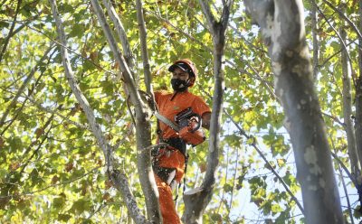CONTINÚAN LOS TRABAJOS DE PODA Y DESPEJE DE LUMINARIAS EN MONTE GRANDE