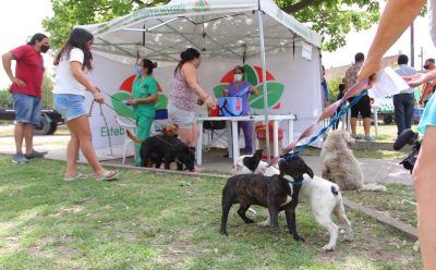 EL MUNICIPIO AVANZA CON LOS OPERATIVOS DE VACUNACIÓN Y CONTROL PARA PERROS Y GATOS EN 9 DE ABRIL