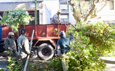 TRABAJOS DE PODA EN MONTE GRANDE CENTRO