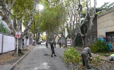 AVANZAN LAS TAREAS DE PODA EN MONTE GRANDE CENTRO