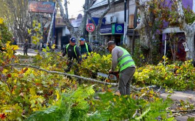 AVANZAN LAS TAREAS DE PODA Y DESPEJE DE LUMINARIAS