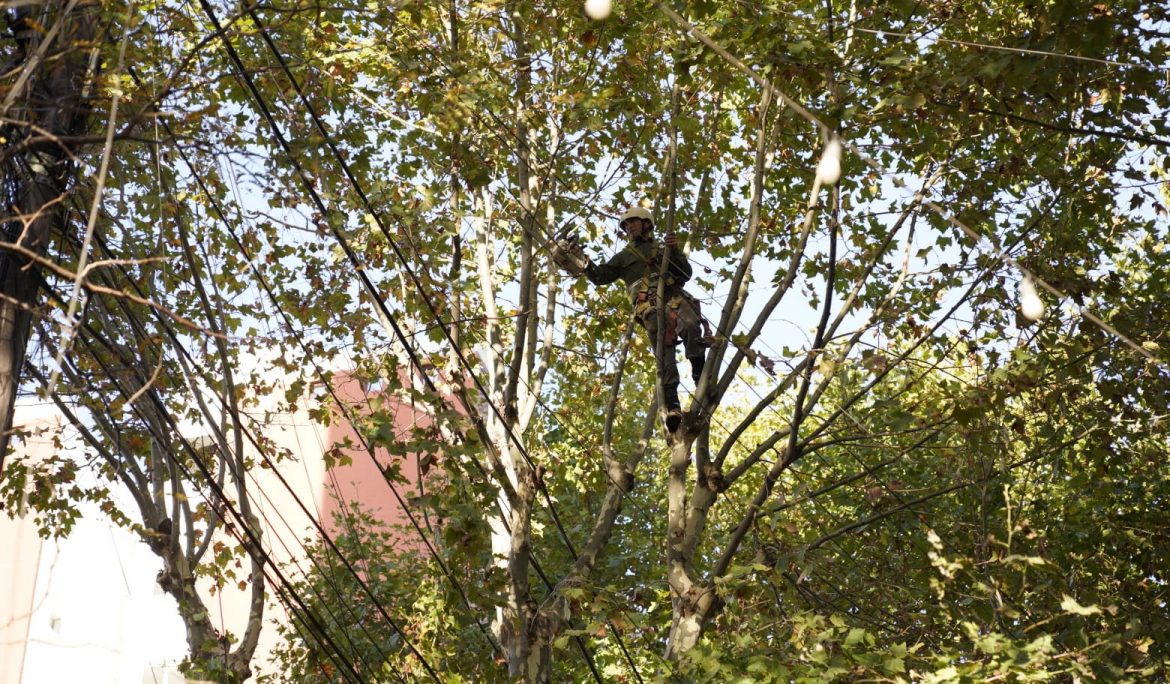 CONTINÚAN LAS TAREAS DE PODA EN LA ZONA CÉNTRICA DE MONTE GRANDE
