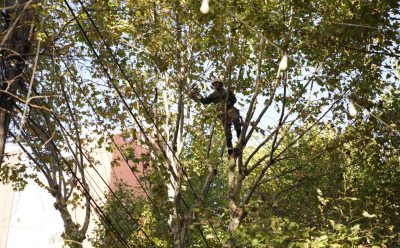 CONTINÚAN LAS TAREAS DE PODA EN LA ZONA CÉNTRICA DE MONTE GRANDE