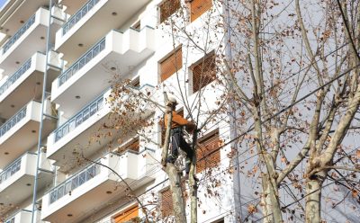TAREAS DE PODA EN MONTE GRANDE CENTRO