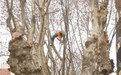 CONTINÚAN LAS TAREAS DE PODA EN LA ZONA CÉNTRICA DE MONTE GRANDE
