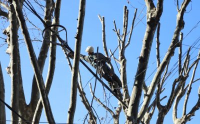 PODA Y DESPEJE DE LUMINARIAS EN MONTE GRANDE