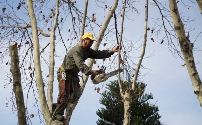 TRABAJOS DE PODA EN MONTE GRANDE CENTRO