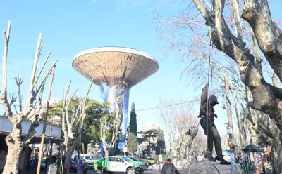 PODA Y DESPEJE DE LUMINARIAS EN MONTE GRANDE