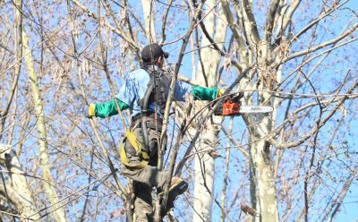 CONTINÚAN LAS TAREAS DE PODA EN MONTE GRANDE CENTRO