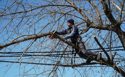CONTINÚA EL PLAN DE PODA EN MONTE GRANDE CENTRO