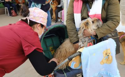 EL MUNICIPIO DE ESTEBAN ECHEVERRÍA REALIZÓ UNA JORNADA DE VACUNACIÓN Y CONTROL PARA PERROS Y GATOS