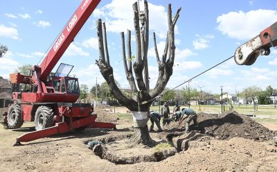 EL MUNICIPIO TRANSPLANTÓ ÁRBOLES EN MONTE GRANDE