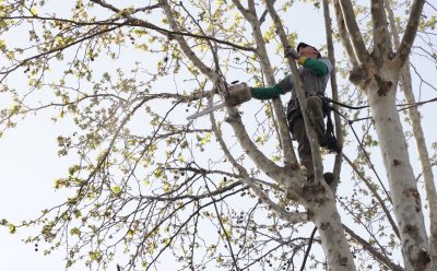 TRABAJOS DE PODA EN MONTE GRANDE CENTRO