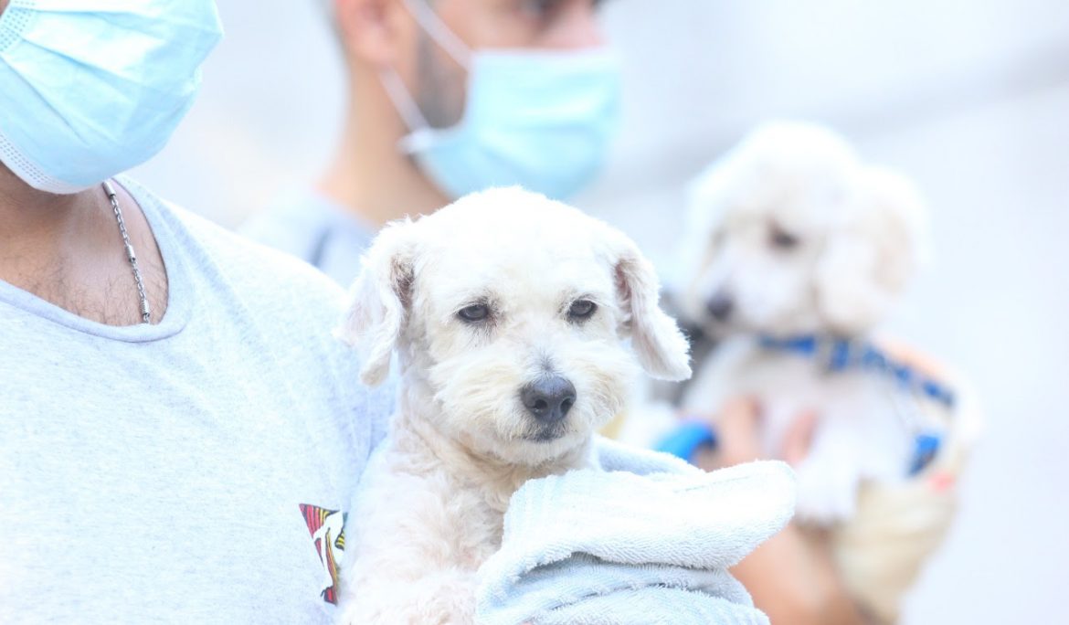 EL MUNICIPIO APLICÓ DOSIS ANTIRRÁBICAS A PERROS Y GATOS EN MONTE GRANDE