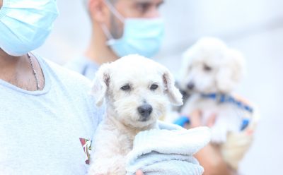 EL MUNICIPIO APLICÓ DOSIS ANTIRRÁBICAS A PERROS Y GATOS EN MONTE GRANDE