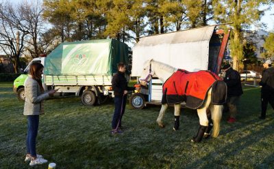 EL MUNICIPIO DE ESTEBAN ECHEVERRÍA REALIZÓ EL TRASLADO SANITARIO DE UN CABALLO QUE PADECE UNA ARTROSIS SEVERA