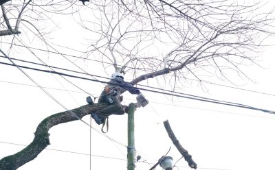 NUEVOS TRABAJOS DE PODA EN LUIS GUILLÓN Y MONTE GRANDE