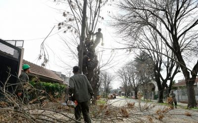 EL MUNICIPIO REALIZA TRABAJOS DE PODA EN MONTE GRANDE Y LUIS GUILLÓN