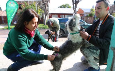 NUEVAS JORNADAS DE VACUNACIÓN ANTIRRÁBICAPARA PERROS Y GATOS