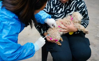 EL MUNICIPIO REALIZÓ UNA NUEVA JORNADA DE VACUNACIÓN ANTIRRÁBICA PARA PERROS Y GATOS