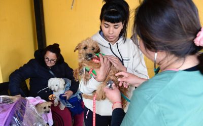 NUEVO OPERATIVO DE VACUNACIÓN ANTIRRÁBICA PARA PERROS Y GATOS