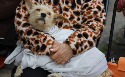EL MUNICIPIO REALIZÓ UNA NUEVA JORNADA DE VACUNACIÓN ANTIRRÁBICA PARA MASCOTAS EN 9 DE ABRIL
