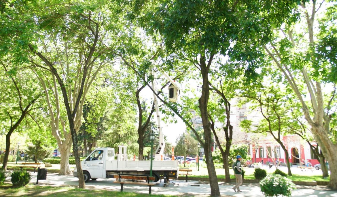MANTENIMIENTO DEL ARBOLADO EN LA PLAZA MITRE