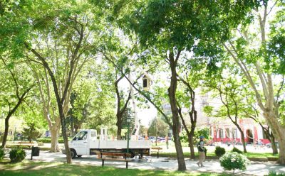 MANTENIMIENTO DEL ARBOLADO EN LA PLAZA MITRE
