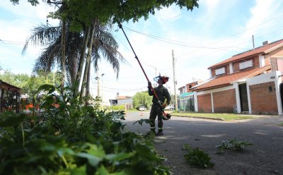 EL MUNICIPIO REALIZA TRABAJOS DE PODA PREVENTIVA PARA EVITAR RIESGOS EN FUTURAS TORMENTAS