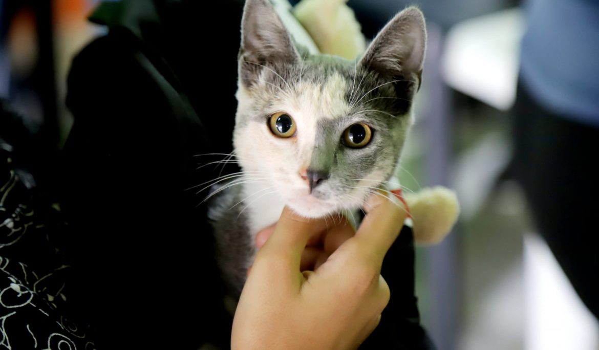 9 DE ABRIL: EL MUNICIPIO REALIZÓ UN OPERATIVO GRATUITO DE VACUNACIÓN ANTIRRÁBICA PARA MASCOTAS