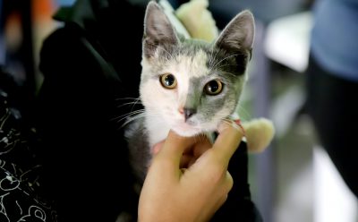 9 DE ABRIL: EL MUNICIPIO REALIZÓ UN OPERATIVO GRATUITO DE VACUNACIÓN ANTIRRÁBICA PARA MASCOTAS