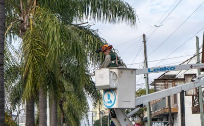 MONTE GRANDE: COMENZARON LAS TAREAS DE PODA DE PALMERAS SOBRE ALEM DOBLE