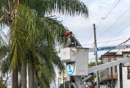 MONTE GRANDE: COMENZARON LAS TAREAS DE PODA DE PALMERAS SOBRE ALEM DOBLE