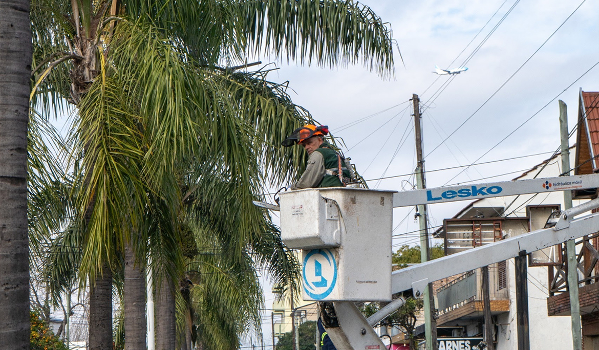 MONTE GRANDE: COMENZARON LAS TAREAS DE PODA DE PALMERAS SOBRE ALEM DOBLE